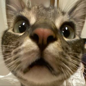 Meet your Posher, Barbie